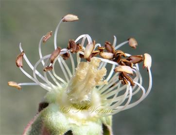  Gynoecium and Androecium